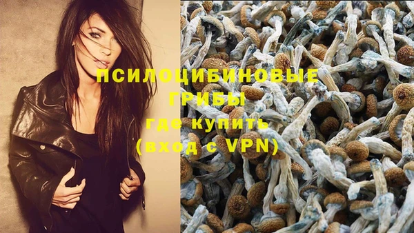 гашик Карпинск