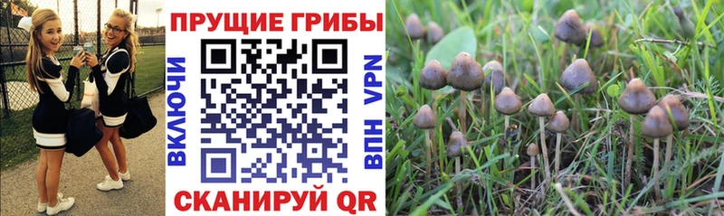 Купить где Наро-Фоминск Галлюциногенные грибы ЛСД